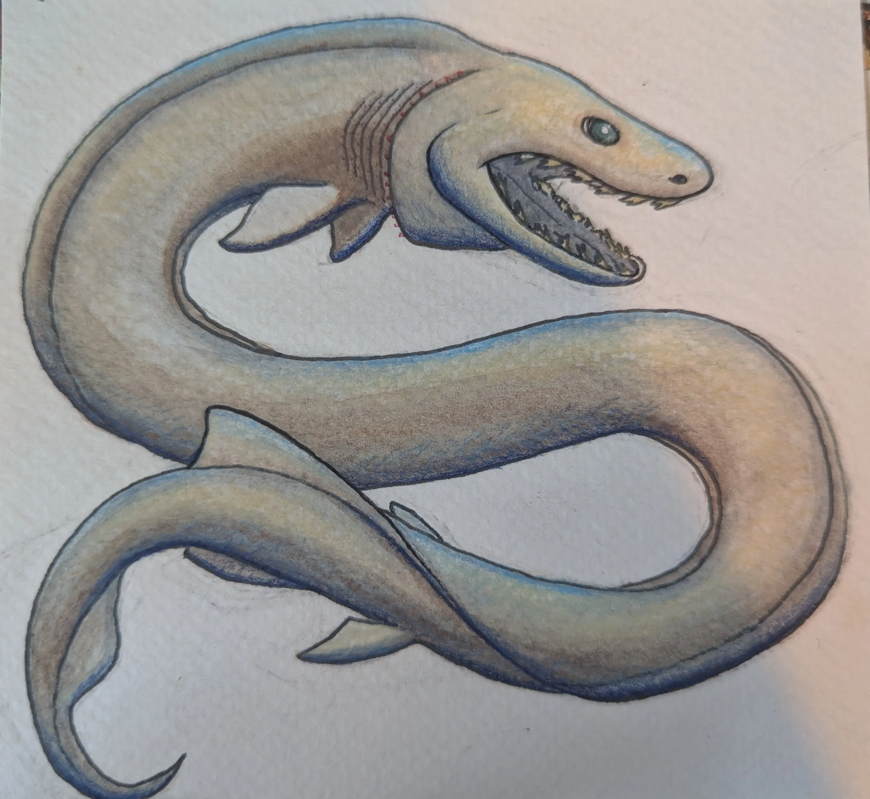 Frilled Shark 2